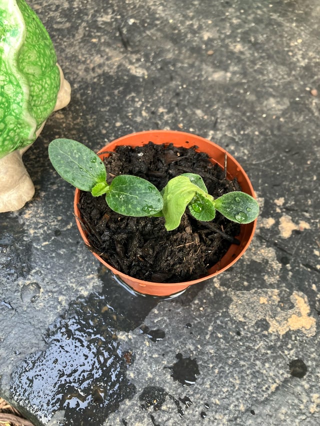 someone left on my doorstep. what is it?
