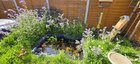 I could spend hours next to my pond!