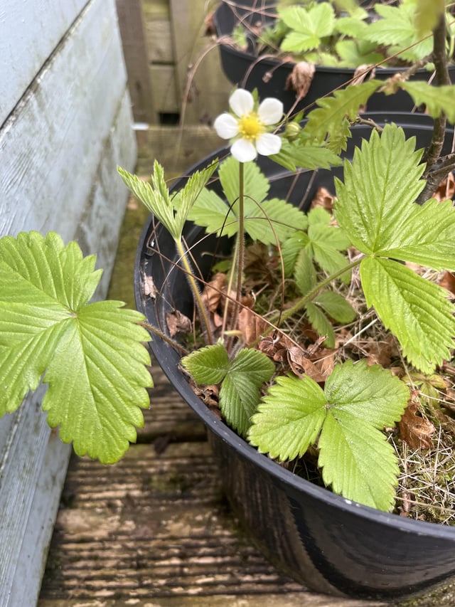a wild strawberry appears