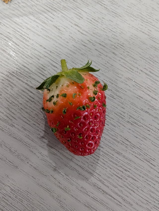 strawberries growing from seed