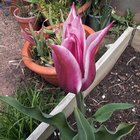 tulips are finally starting to appear..!
