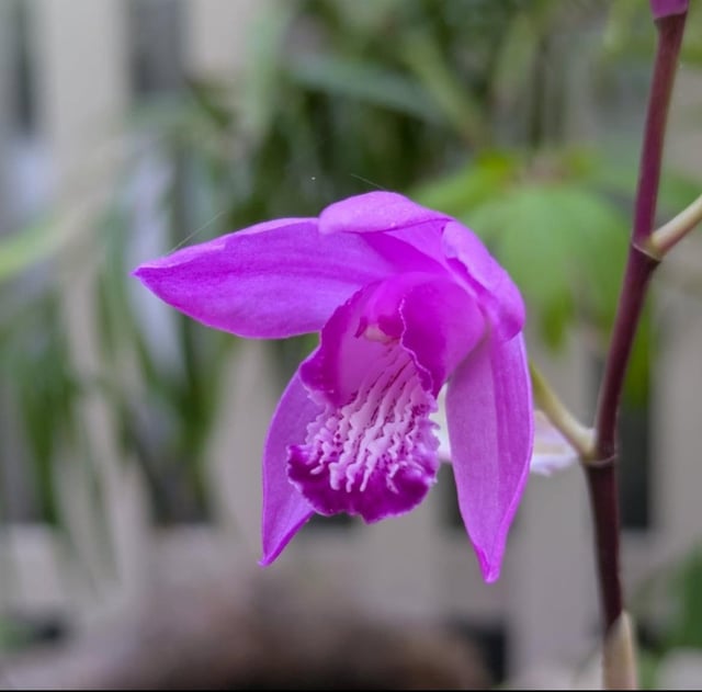 seriously can't believe this stunning, almost tropical looking orchid can thrive in my garden!