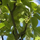 i have fruit growing!