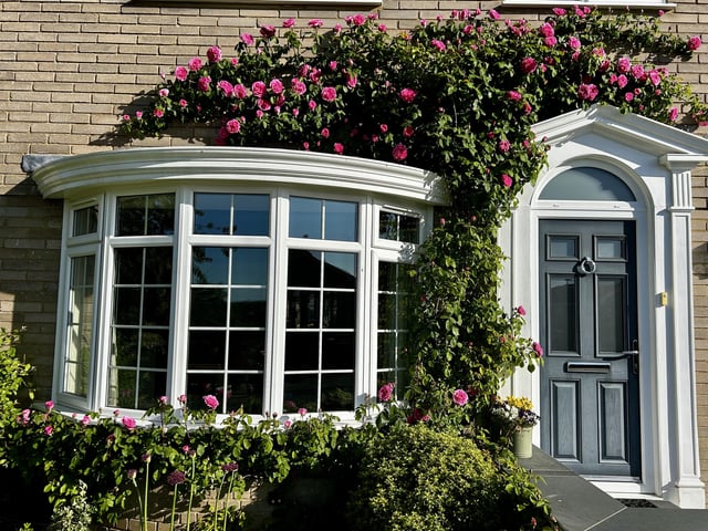 gertrude jekell climbing rose