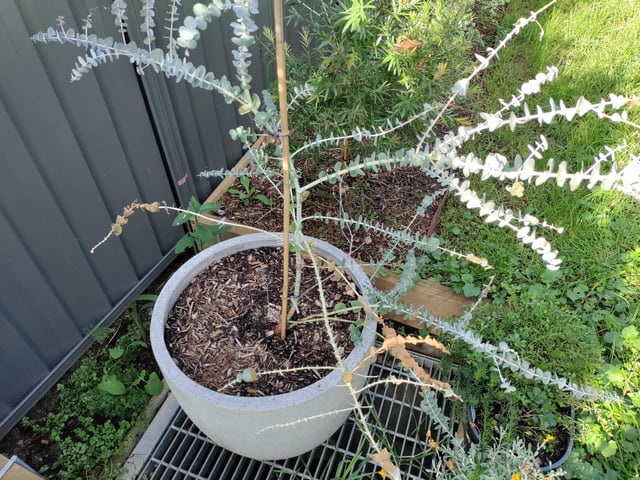eucalyptus baby blue leaves turning brown