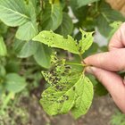 virburnum opulus getting munched