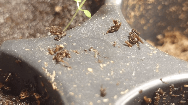 clear worm in mint soil?