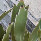 black tips on leucospermum