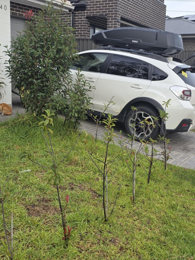 photinias not growing