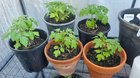 tomatoes frost and grow light query