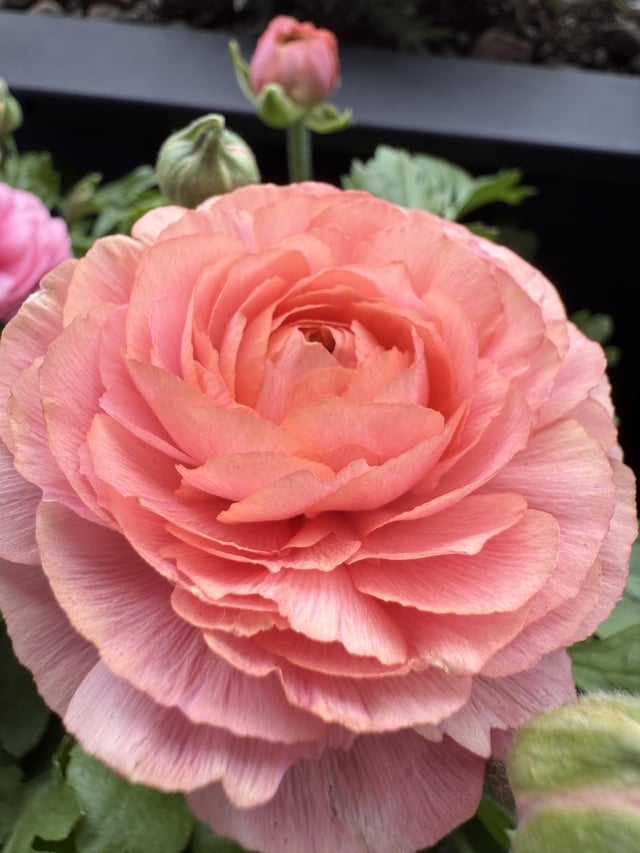 first time caring for ranunculus