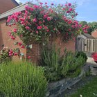 so happy with my roses this year