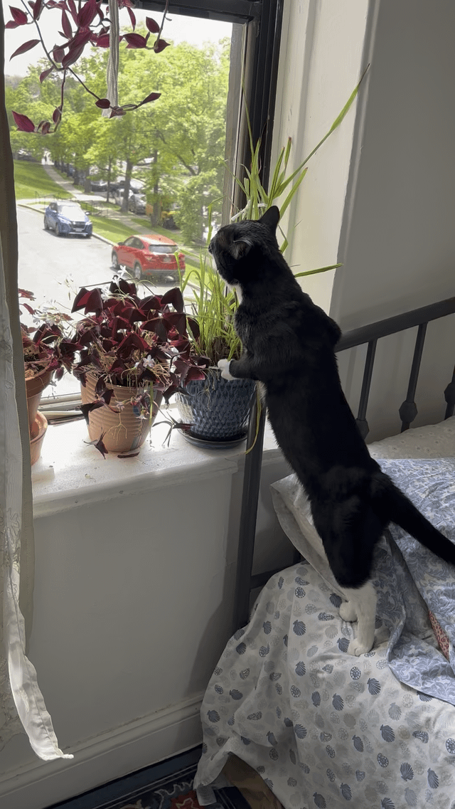 lemon grass: not just for tea… apparently, it’s a cat’s new best friend!