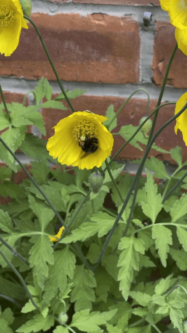 welsh poppies