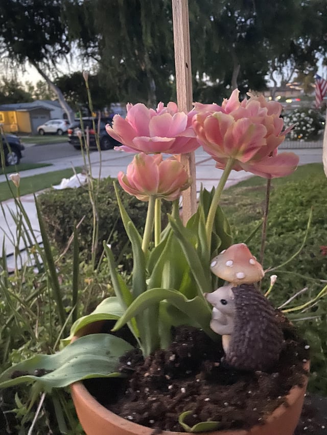 beautiful tulips