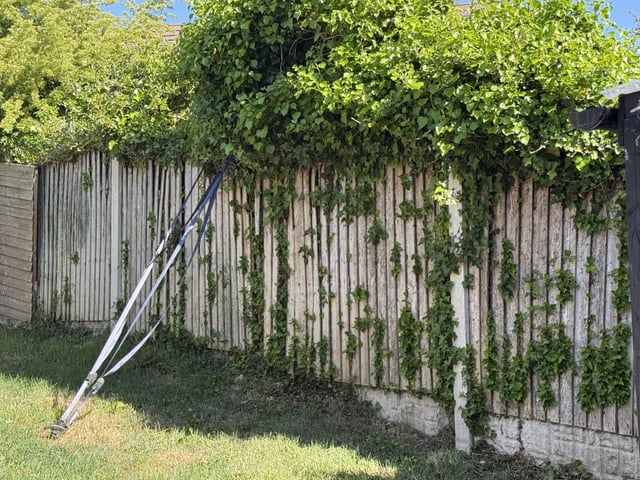 what would you do? fence needs replacing but neighbour won’t get rid of the ivy.