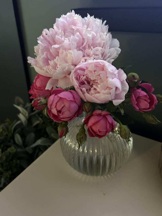 sarah bernhardt peony’s paired with some roses