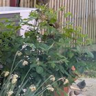Aphids on Rose, solution!