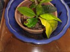 any suggestions for what's munching my gardenia?