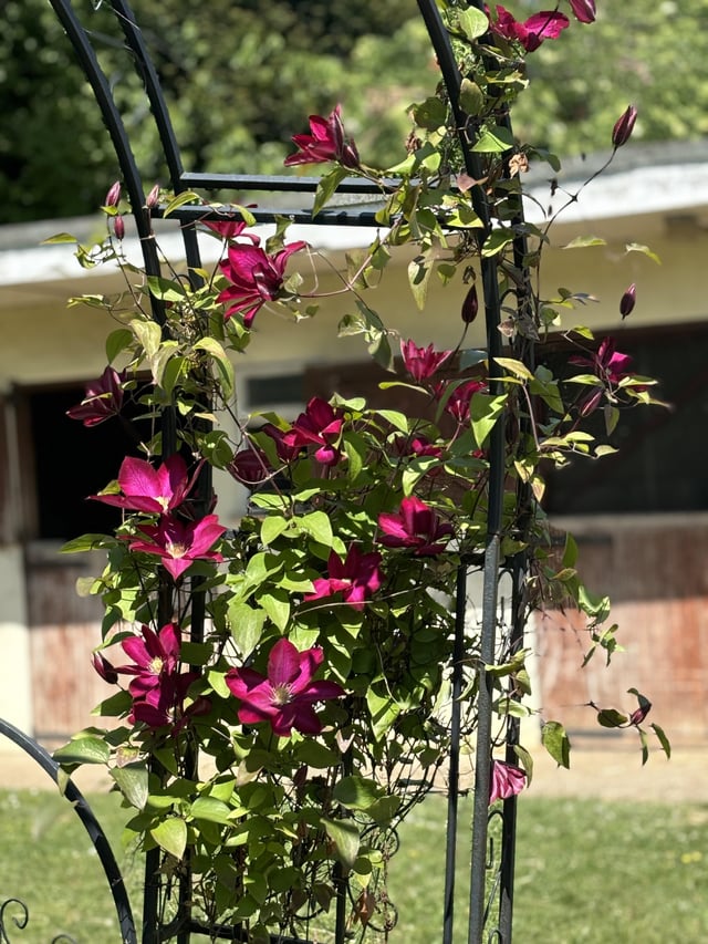 clematis said hello this week!