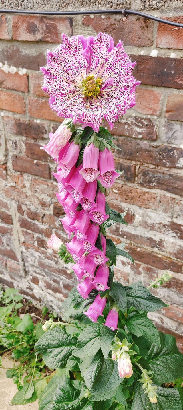 a terminal peloria in digitalis purpurea (foxglove)