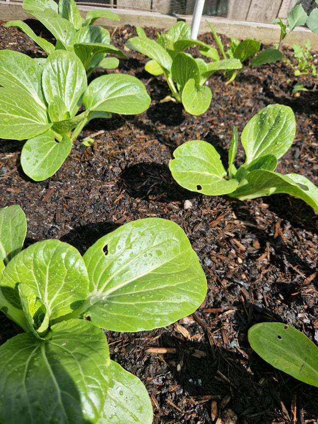 what's eating my pak choi