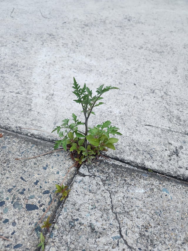 concrete tomato just to make you feel bad