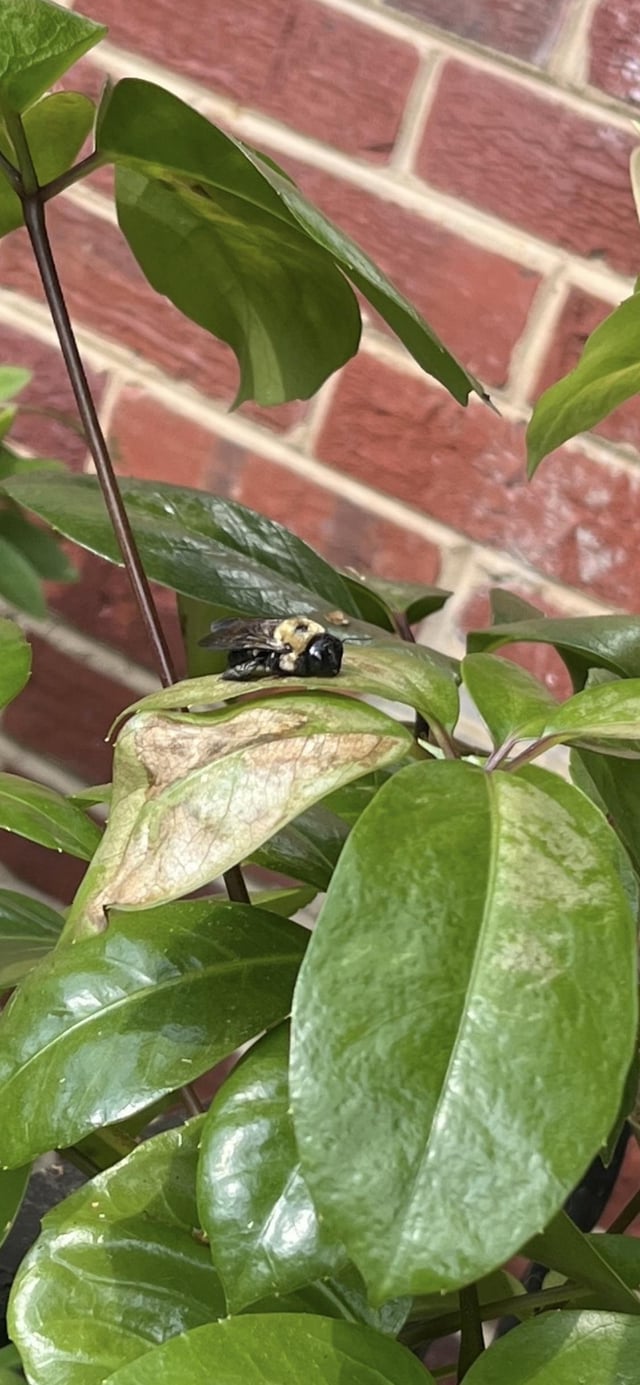 found a bee taking a nap on one of my plants and it made me smile