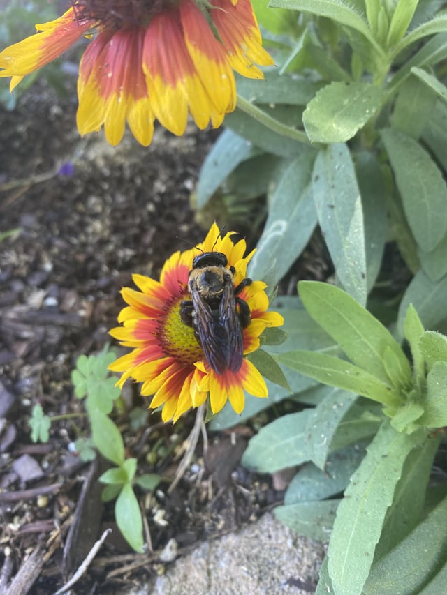 an eastern carpenter bee is pollinating my “blanket flowers”(gaillardia) . the bees and butterflies are loving them! 🌼