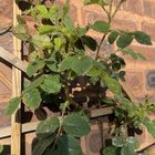what’s wrong with these roses?