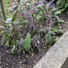 why is this salvia so sad compared to the one next to it? west yorkshire area