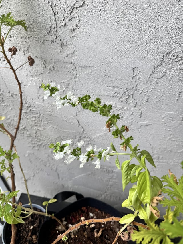 bell pepper plant not producing actual fruit