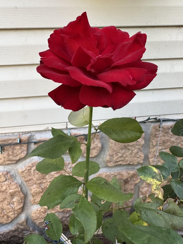 isn’t she pretty? roses are blooming