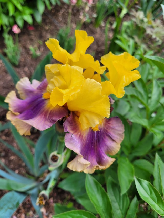 ever buy a plant just because of a cool name?