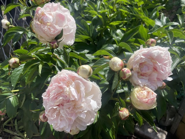 peonies!