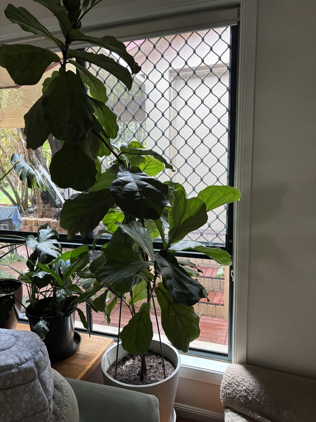 fiddle fig trim