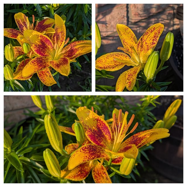 Thankful they’ve been blooming for years – Reddit Post