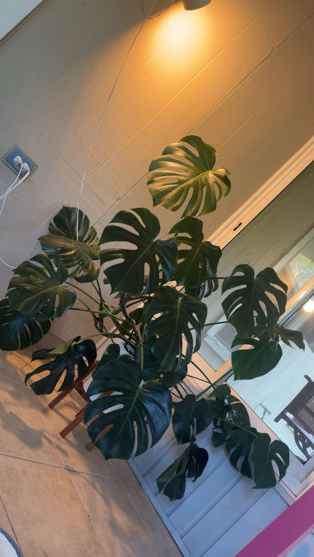 monty the monstera 💐