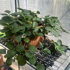 Strawberries going well!