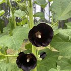 I just had to share my hollyhocks. I’m so excited to see them in full bloom! (Rottie for scale) – Reddit Post
