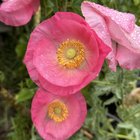 opium poppies, after a drizzle