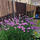 i live in the uk. i choose to believe the very short growing season is a challenge.