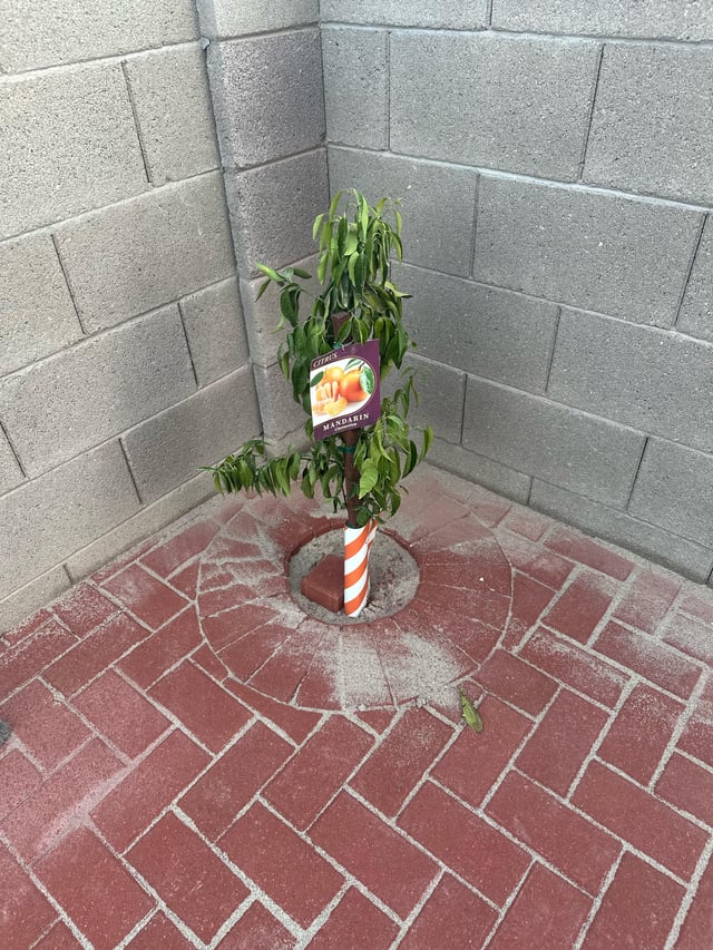 costco mandarin tree is looking sad