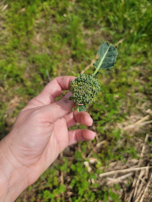 my first broccoli harvest