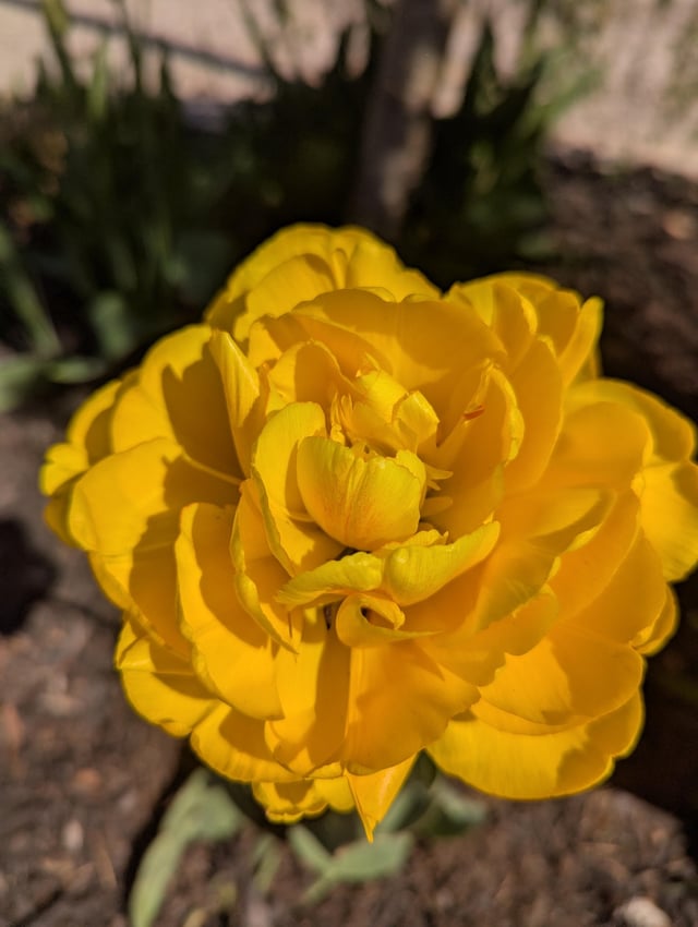 some of my tulips on its peak