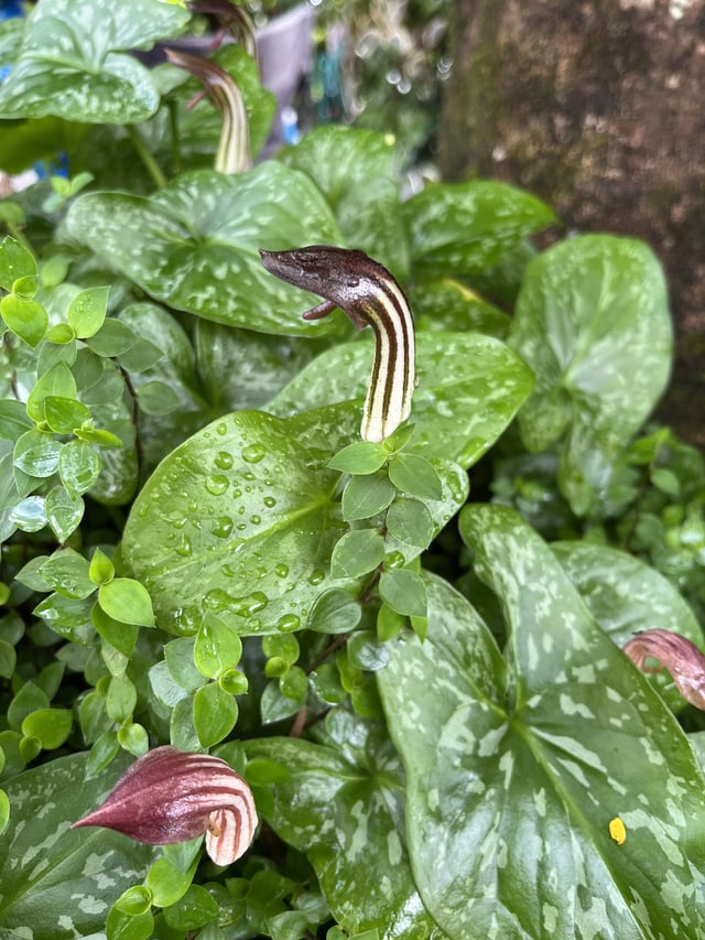 found this in my mum’s garden