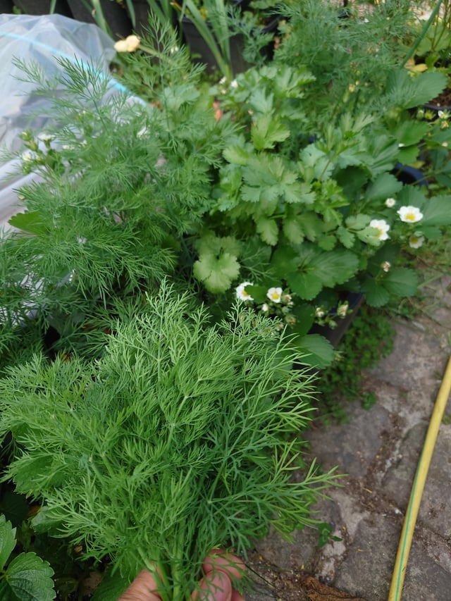 harvested a bunch of dill. my dill and cilantro growing crazy right now.