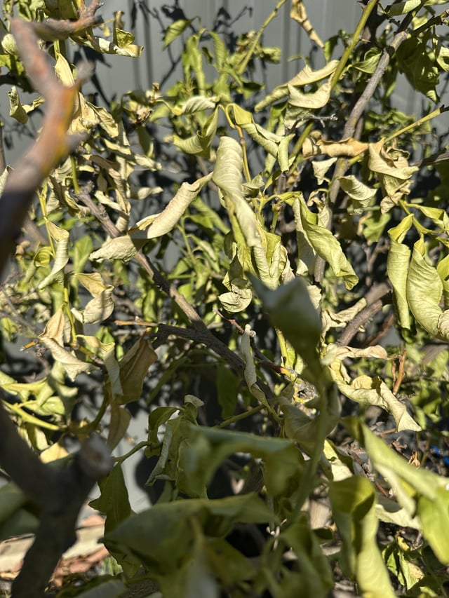 help please, lemon tree..