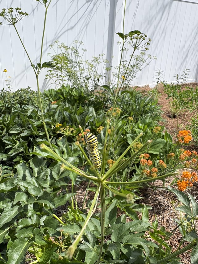 this is why we plant natives