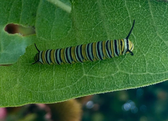 Thanks to Reddit, I now know not to pull this (milk)weed. Today, while taking my morning stroll around the garden, I saw my first monarch caterpillar ever, and it happens to be my birthday!!! – Reddit Post